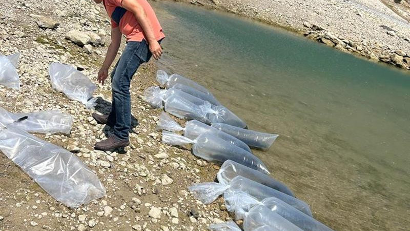 Uylupınar Gölü ve Yapraklı barajı dahil  1 milyon 2 bin adet sazan balığı yavrusu bırakıldı