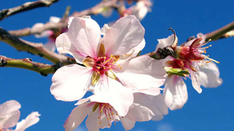 Baharın Müjdecisi  Badem Ağaçları  Çiçek Açtı