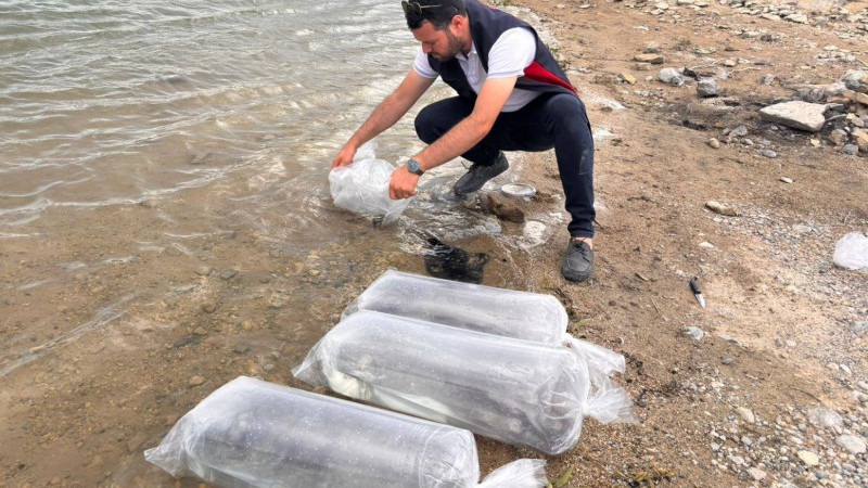 Gölhisar Gölü ve Yapraklı Barajı’na  5 bin yayın ve sazan balığı bırakıldı