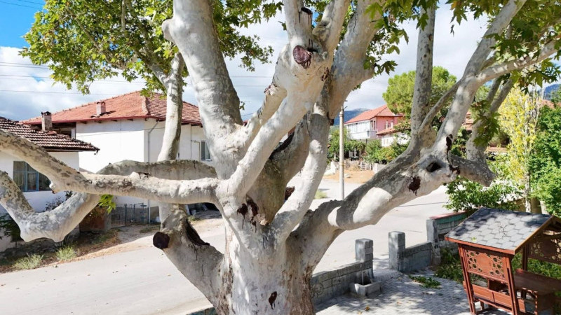 Gölhisar’ın Ulu Çınarı artık daha sağlıklı
