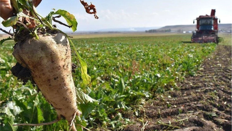 Yaş Pancar Posası Fiyatları Açıklandı