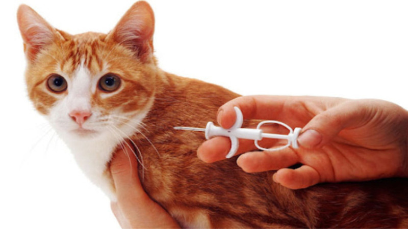 Doğa Koruma ve Milli Parklar Müdürlüğü Hayvan Sahiplerini Uyarıyor