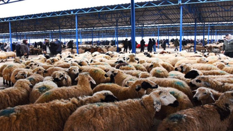 Canlı Hayvan Pazarı  Yeniden Açıldı