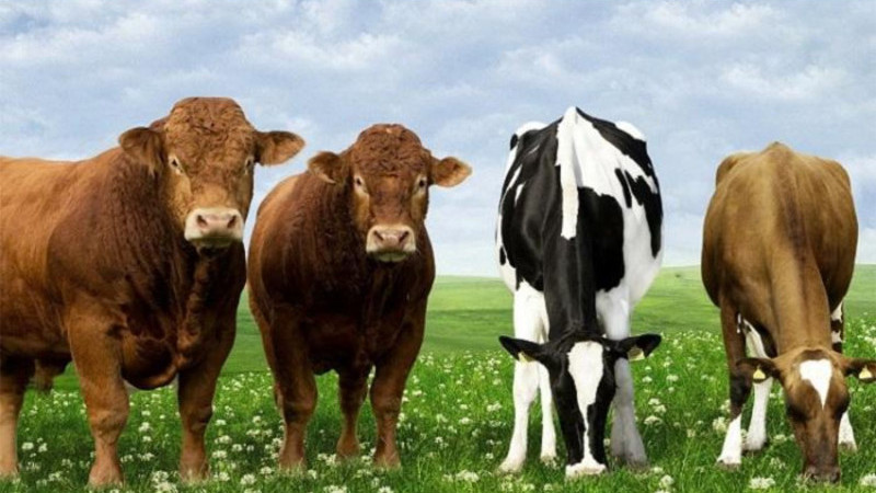 Hayvancılara Destek Uyarısı; Başvurular Başladı