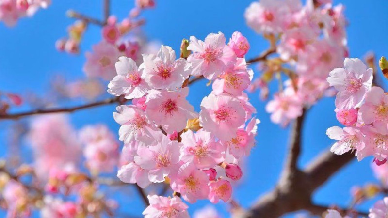 Gölhisar'da bahar yüzünü gösterdi