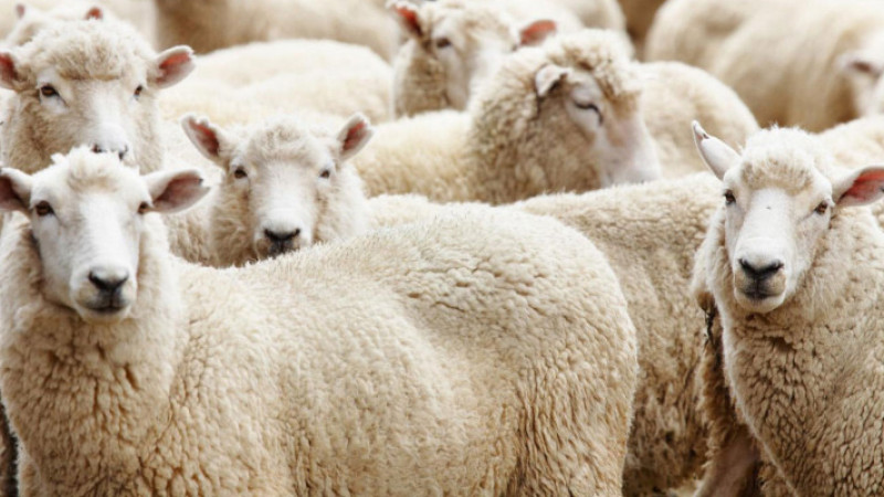 Kurban Bağışı Ücretleri Açıklandı