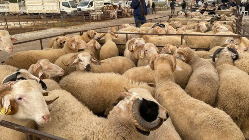 Çavdır Pazarı’nda Kurbanlık Bereketi
