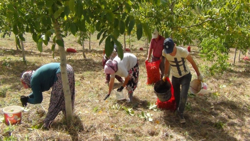 Gölhisar'da  Ceviz Hasadı  Başladı