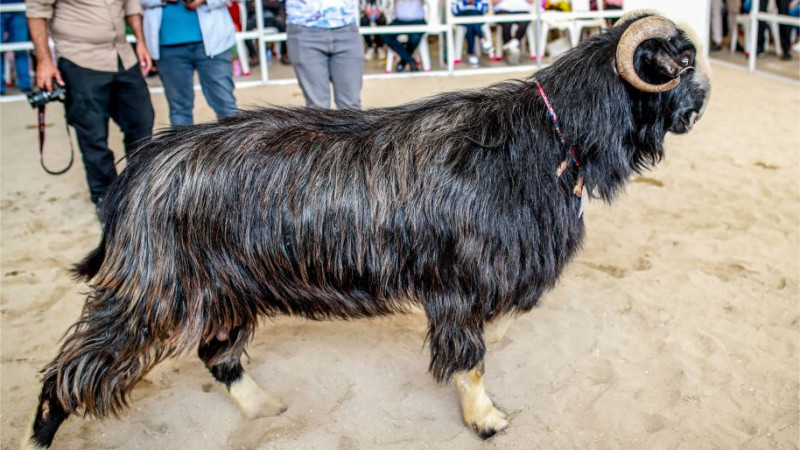 Burdur’da fuar heyecanı başladı