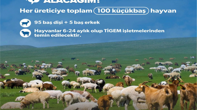 Üreticiye Halep ve Anadolu Merinosu 